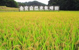 12046988_1039893266030172_2820363782232315835_n